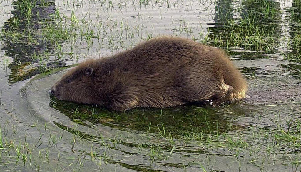 Beavers killed and nailed to poles in Wallonia