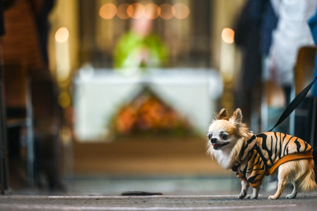 Consumer goods guarantees now apply to pets