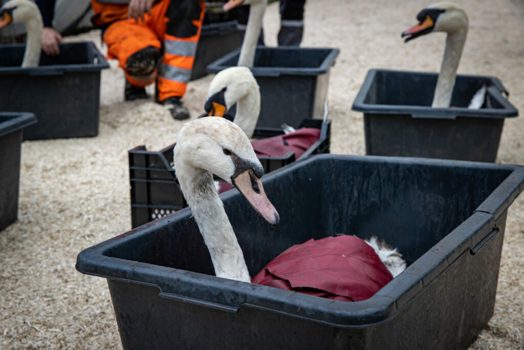 Netherlands to test avian flu vaccine on poultry