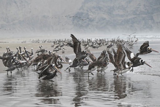 Bird flu kills over 22,000 seabirds in Peru
