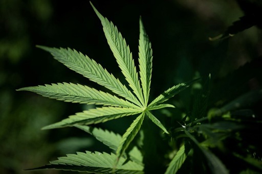 Tongeren court sentences cannabis-growing couple to 12, 18 months in jail