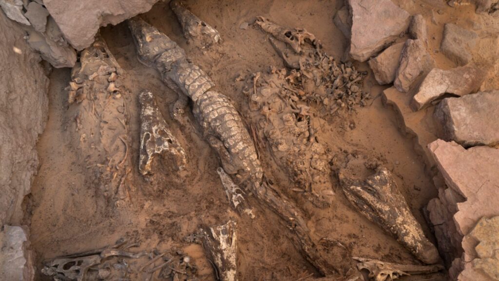 Belgian archaeologists investigate Egyptian tomb containing mummified crocodiles