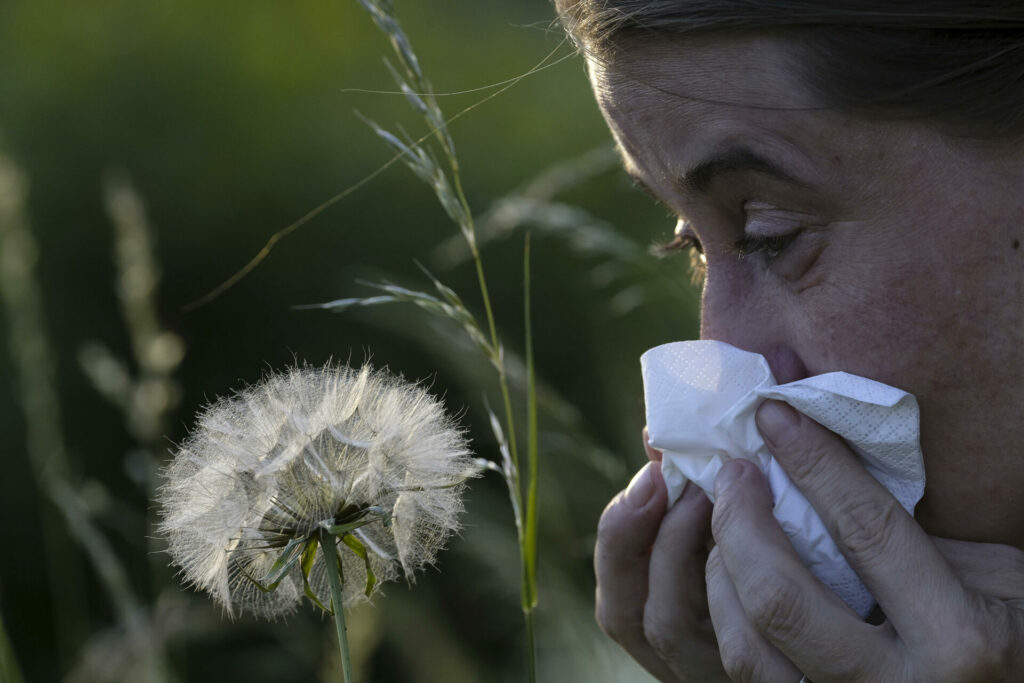 Global numbers of allergy sufferers to explode in the next 30 years, WHO report shows