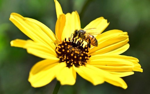 European Commission moves to step up protection of pollinators