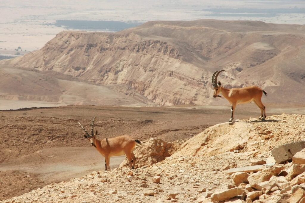 Ostrich-egg fragments over 4,000 years old discovered in Israel