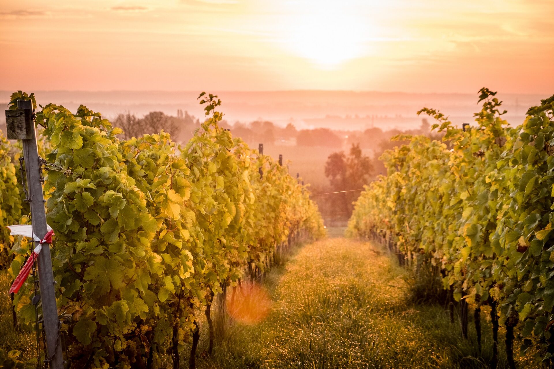 Why Belgium’s winemakers are enjoying a vintage year