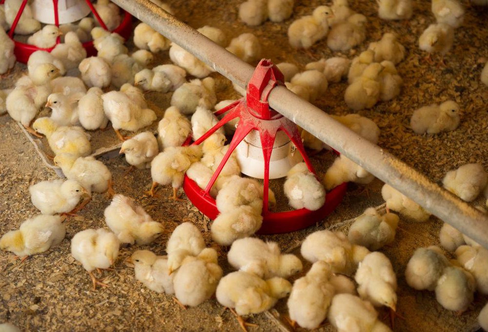 The unjustified mass killing of baby chicks and ducklings must end