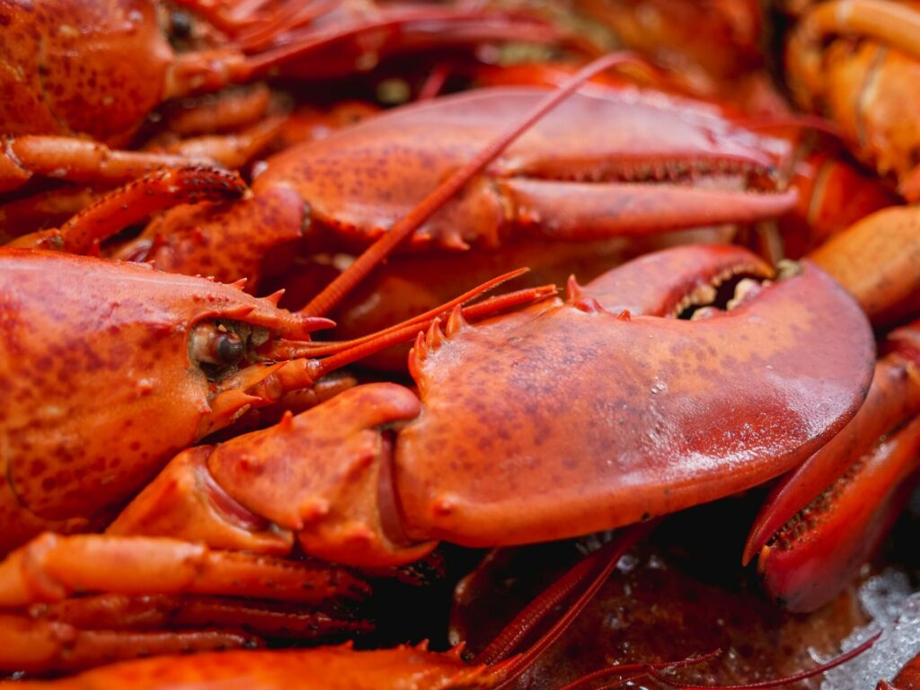 Animal rights group denounces Delhaize over sale of live lobsters