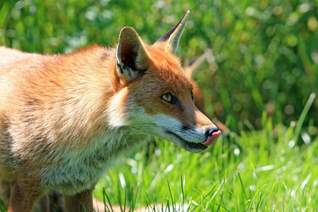 Fox makes a visit to police station in Wallonia