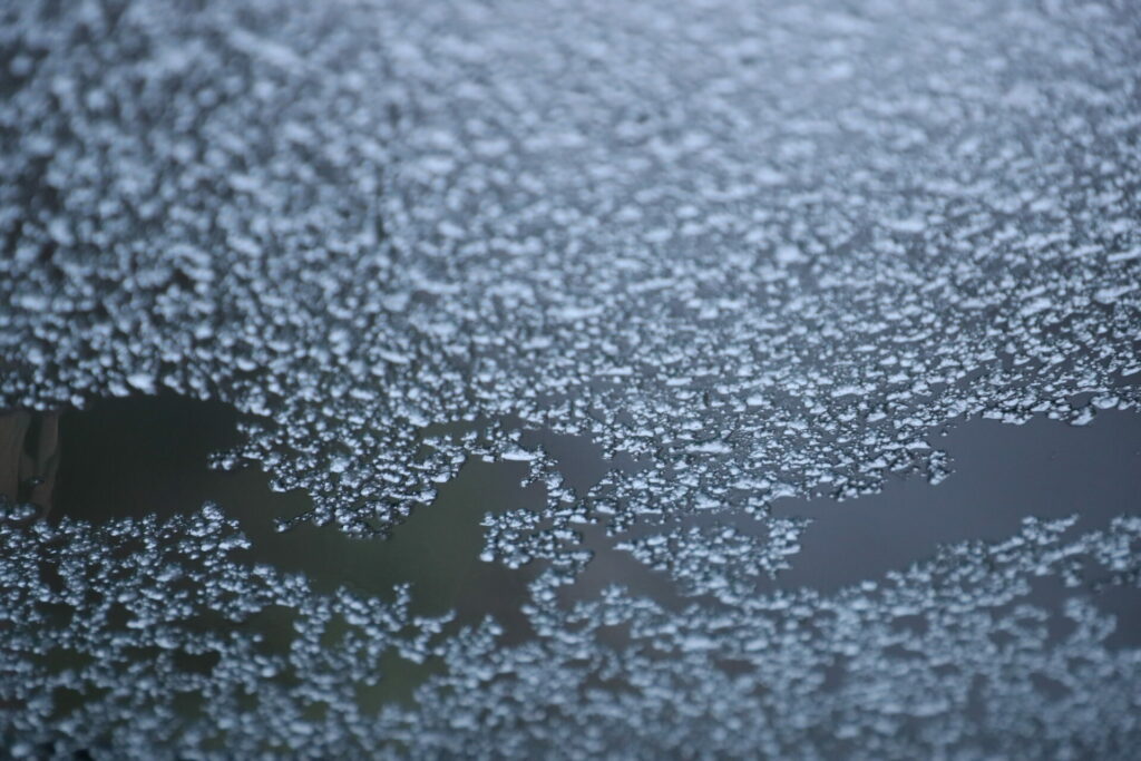 Some 1,000 hectares of sugar beets to be destroyed after December frost