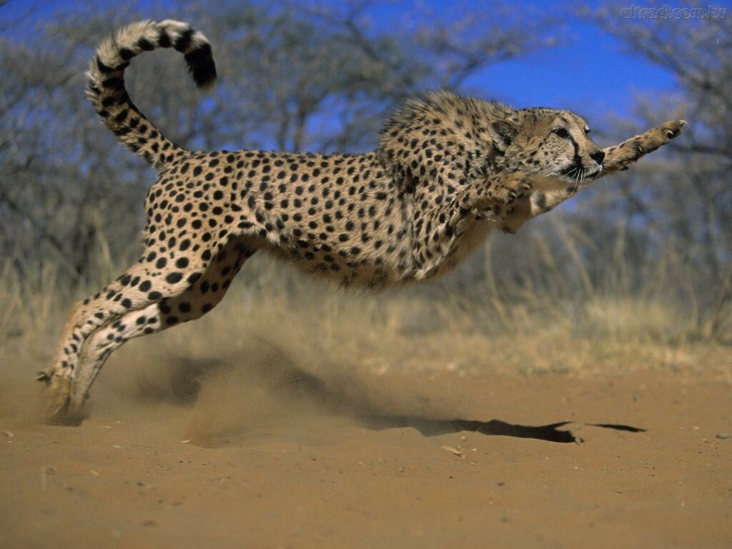 South Africa to send more than 100 cheetahs to India in 8-10 years