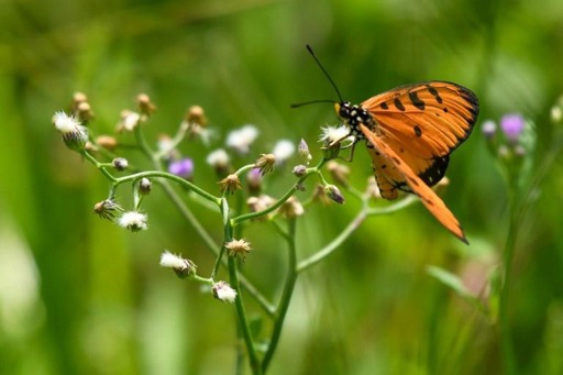 Climate: Global warming may cause butterflies to disappear