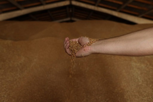 Eastern EU countries complain about cheap Ukrainian grain imports