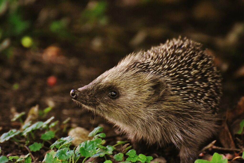 Belgian travellers fined €1,600 for eating hedgehogs