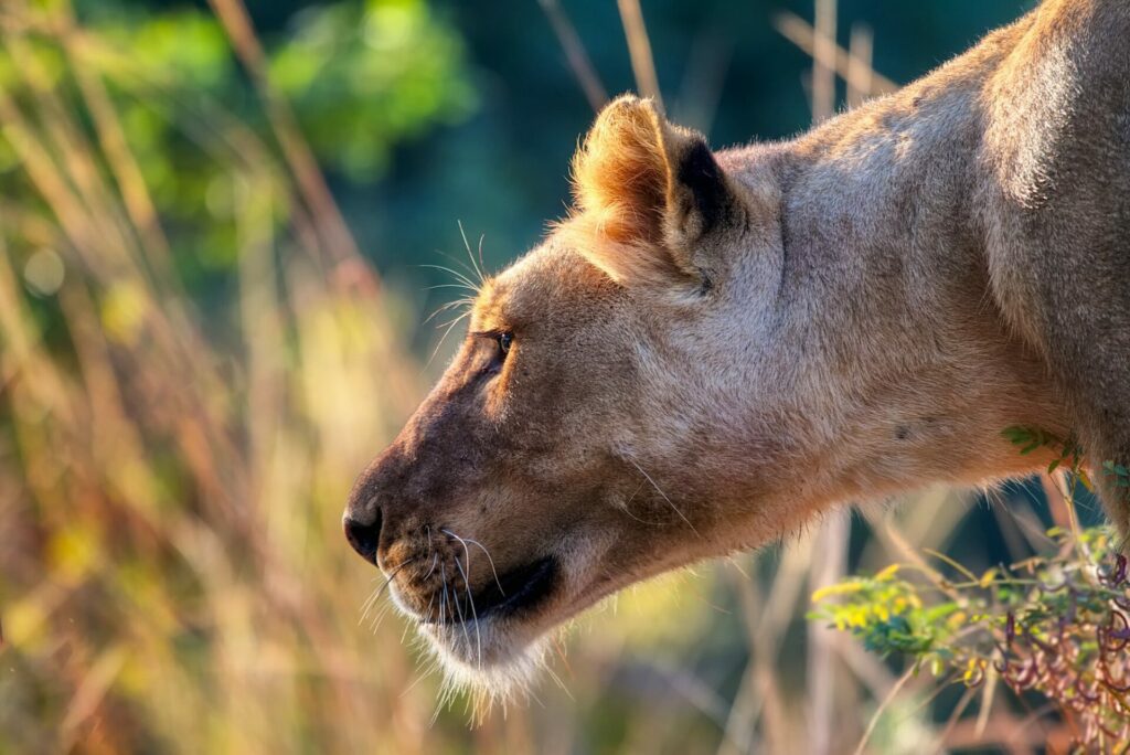 A pawsome surprise: Ukrainian lionesses join males in Belgian shelter