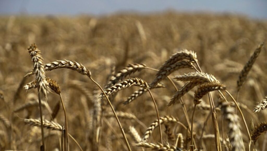Global wheat prices drop to 17-month low