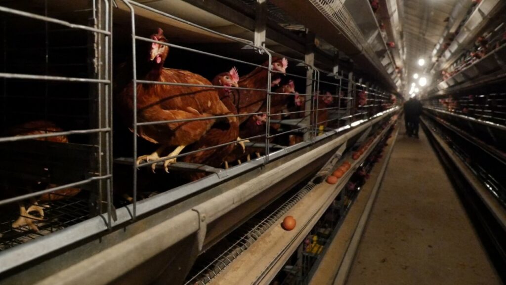 Animal welfare: Cages for hens in the EU must go