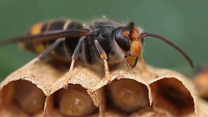 Beekeepers call on public to kill Asian hornets