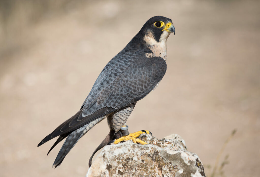 Belgian peregrine falcons hit hard by bird flu