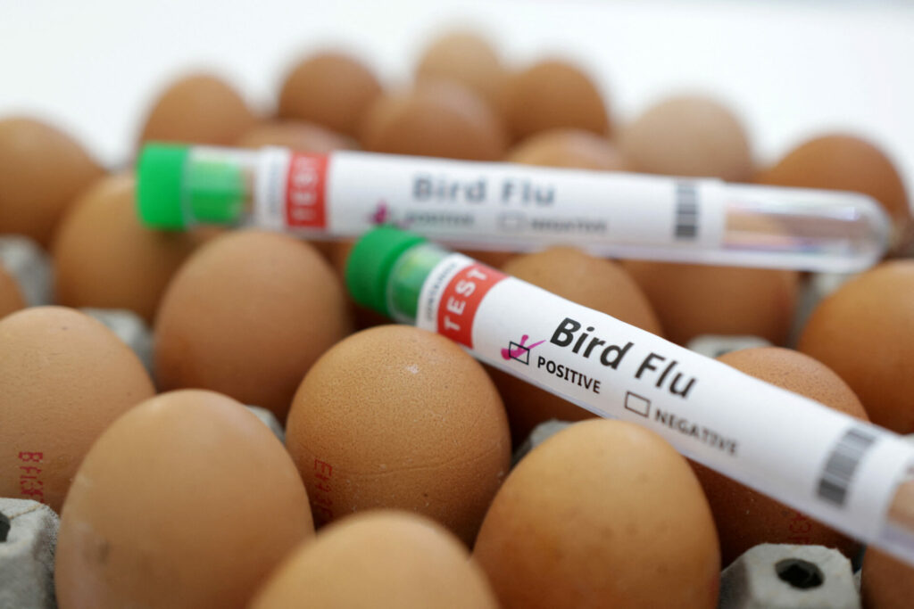 Bird flu outbreak confirmed in West Flanders