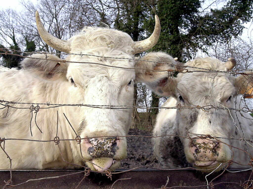 Mad cow disease found on Dutch farm for first time in 12 years