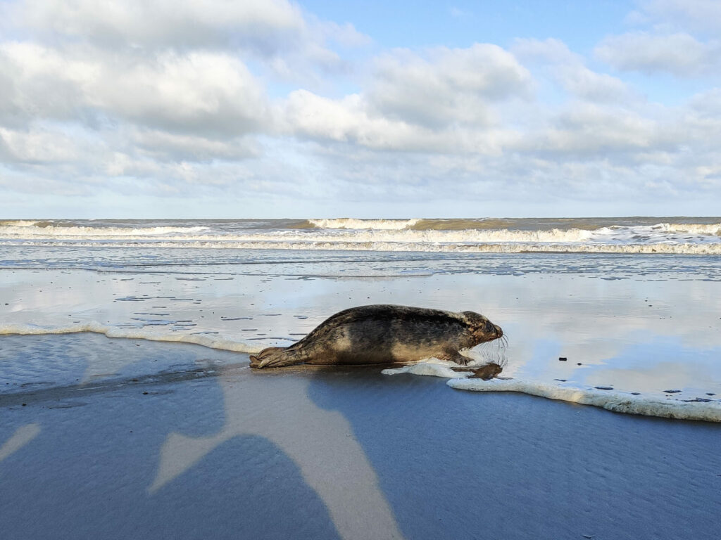 Three seals attacked by dogs on Belgian coast this year