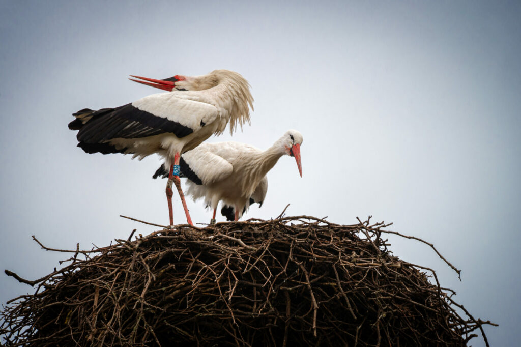 Storks return from winter migration to nests in Plankendael Zoo