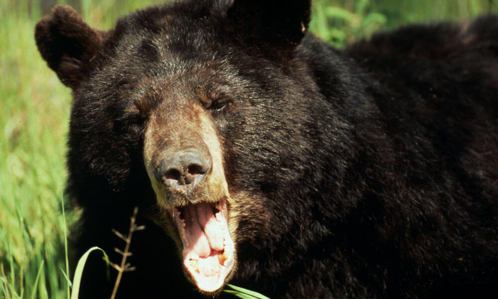 'Cocaine Bear' raises questions over drug use in animal kingdom