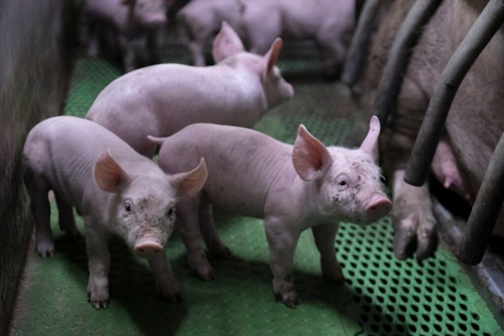 Fewer animals slaughtered in 2022