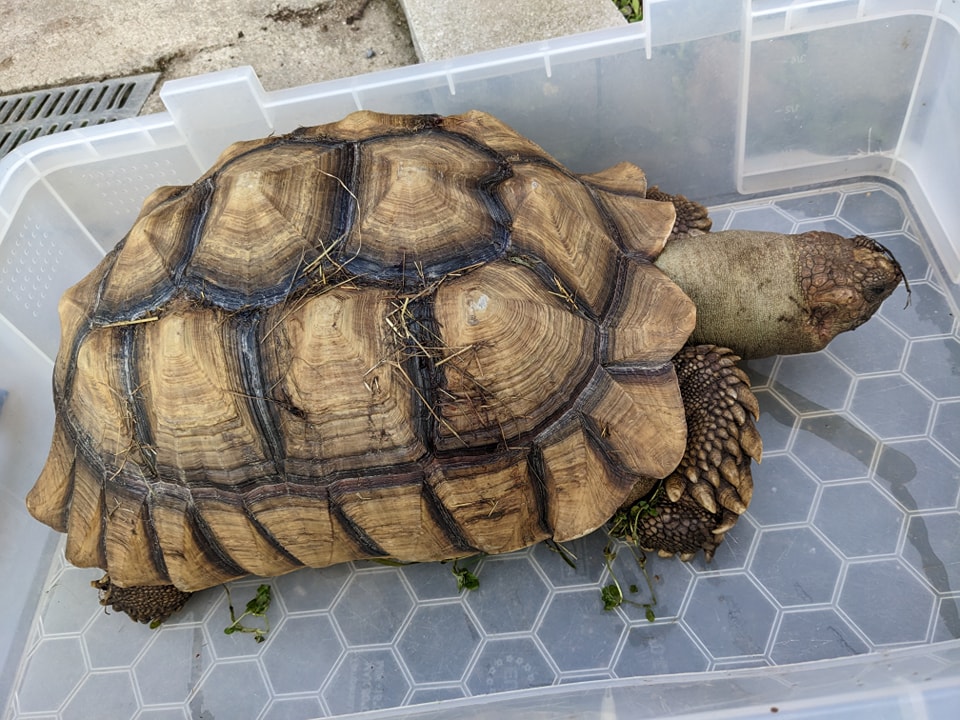 African spurred tortoise found dead in canal in West Flanders