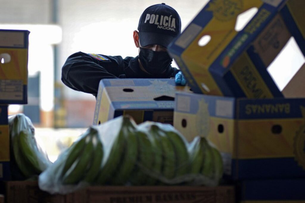 Police in Ecuador seize 8.8 tons of cocaine hidden in bananas bound for Belgium