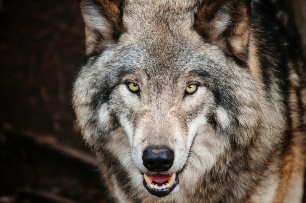 Wolf killed in road accident in Limburg