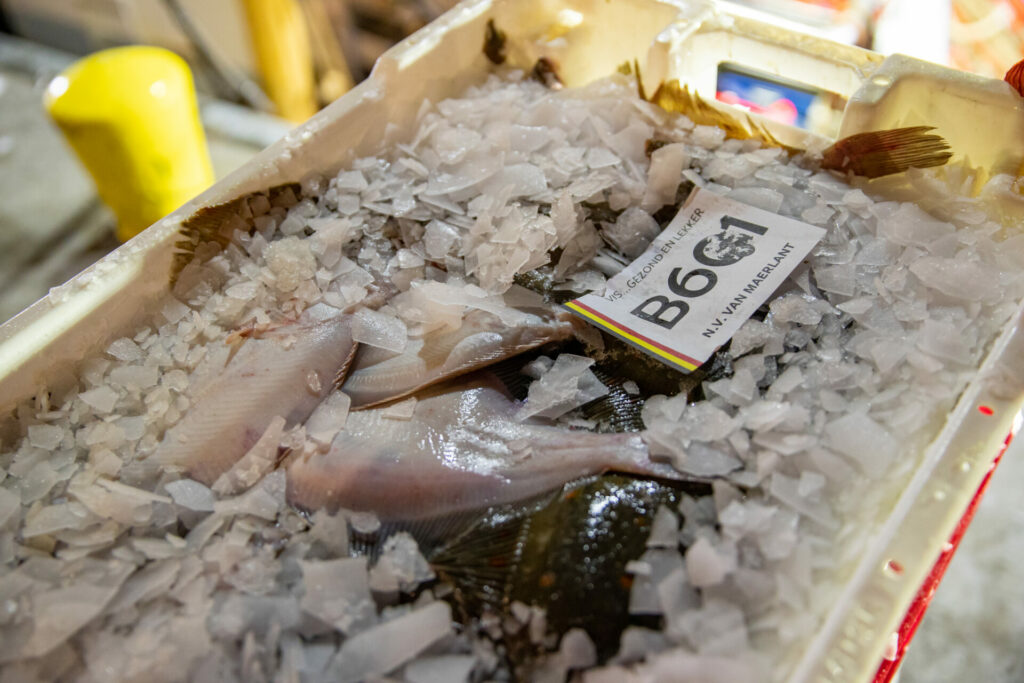 Belgian fish prices rise as Dutch buyers look to their neighbours