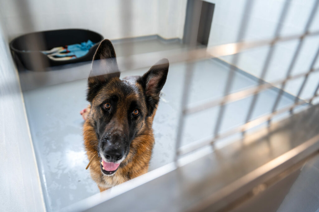 Over 6,500 animals taken from Flemish owners in 2022