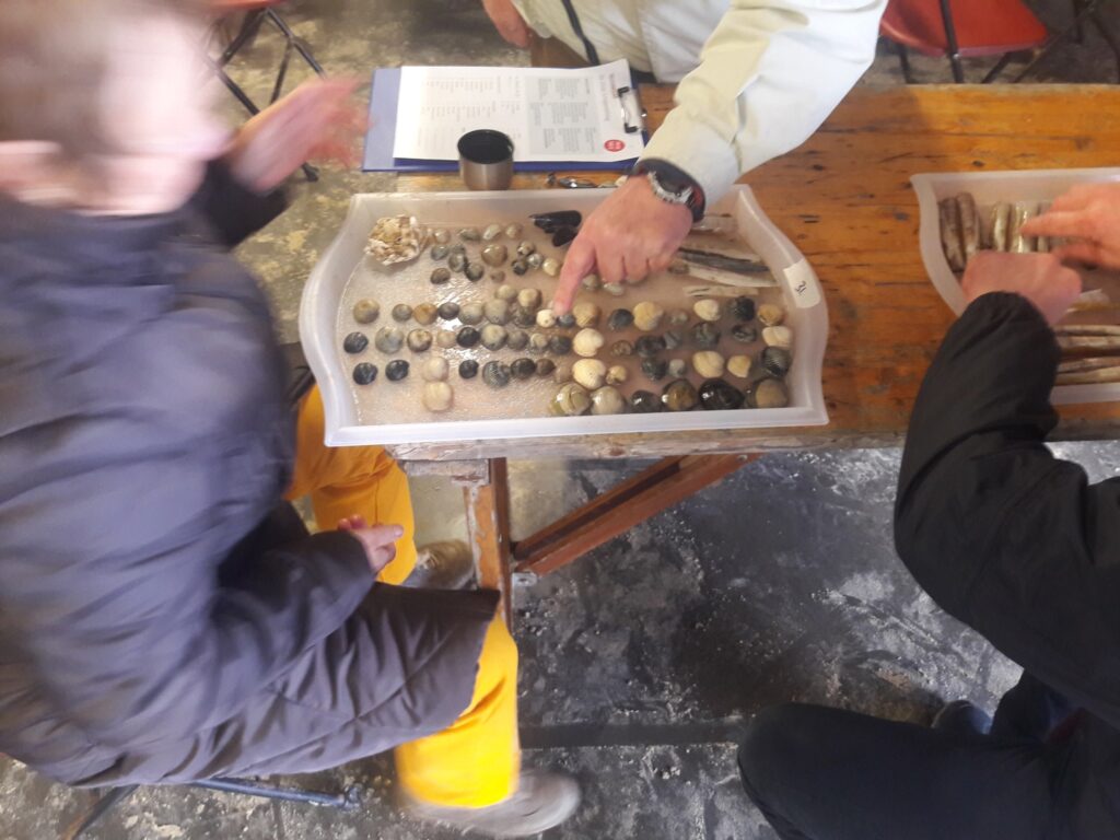 Great Shell Counting Day returns for a sixth edition this Saturday