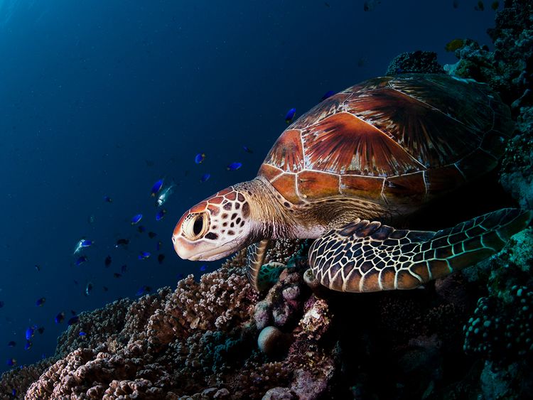 UN reaches agreement to protect the world's oceans