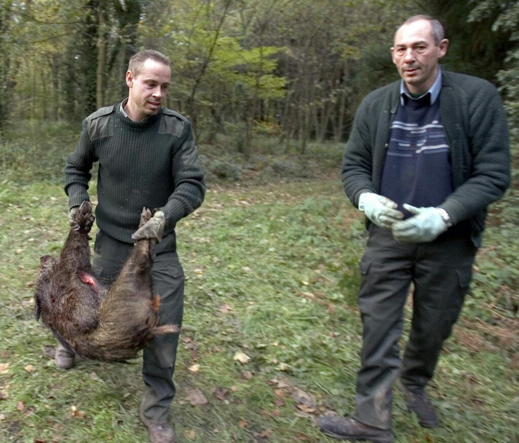 800 fewer wild boars killed in Flanders in 2022