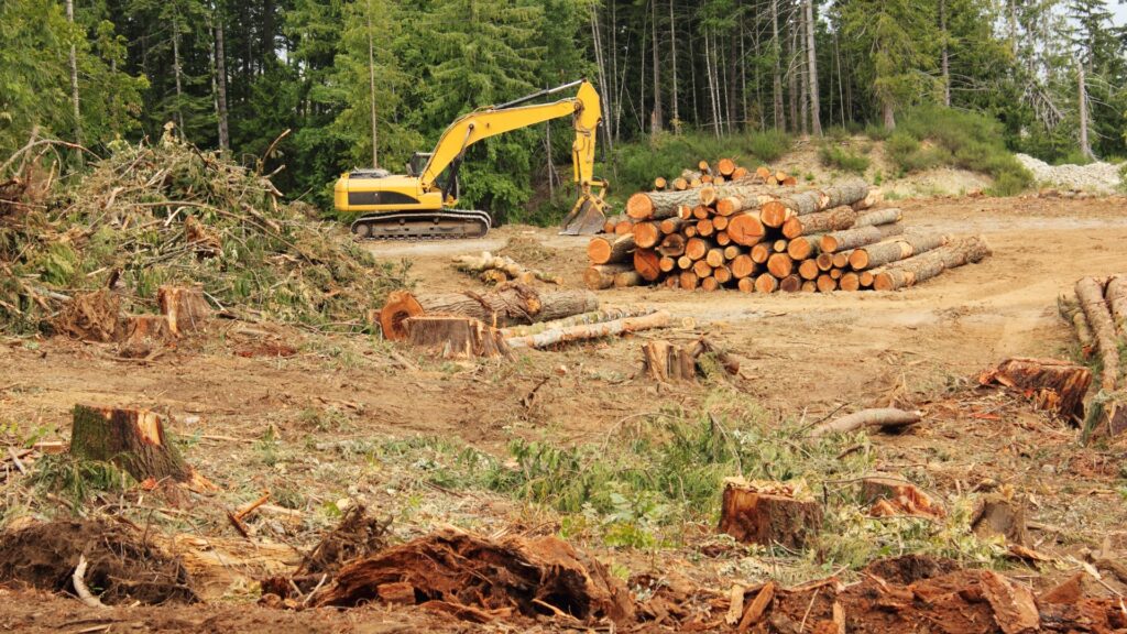 Belgium is at the heart of illegal tropical wood trade