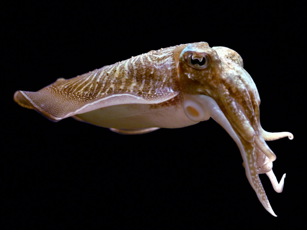 Cuttlefish now second most important catch in Belgium
