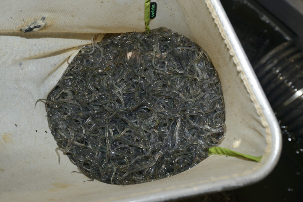 Eel dealers jailed after filling suitcases with 290 kilos of eels
