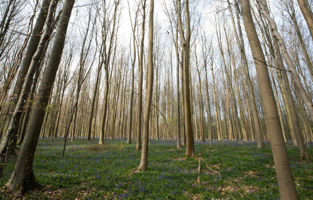 Wallonia announces new government structure to assist wood sector