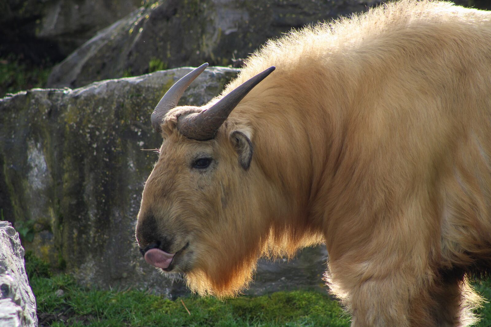 Baby Golden Takin Born At Pairi Daiza Zoo