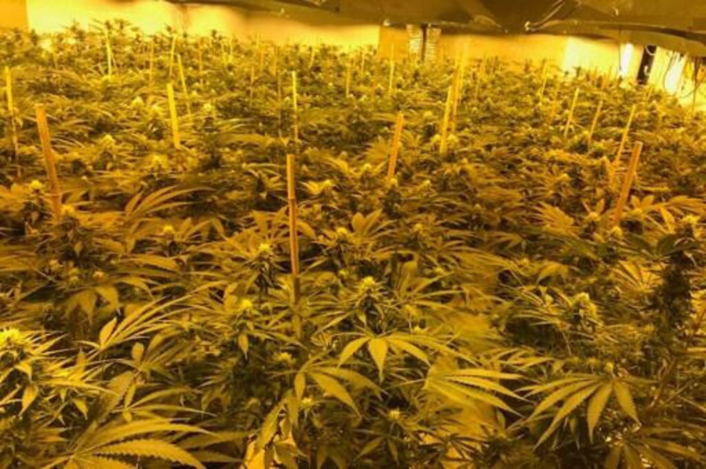 Six arrested following discovery of cannabis plantation in Beverlo