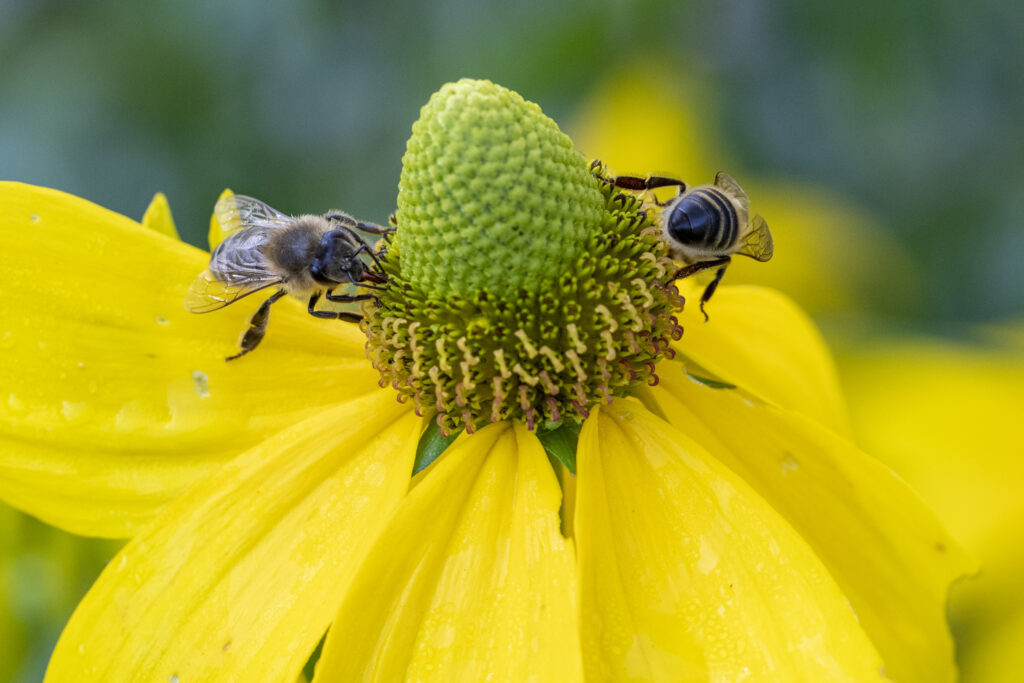 New bee species discovered in Belgium last year