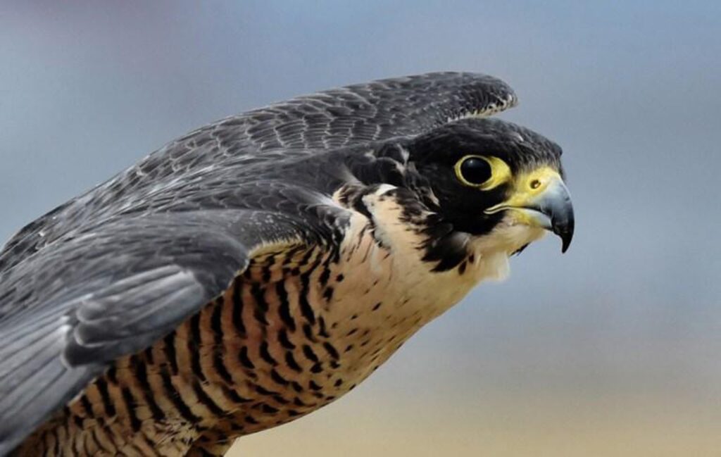 'Falcons for all' project in Brussels registers its first hatchling for the year