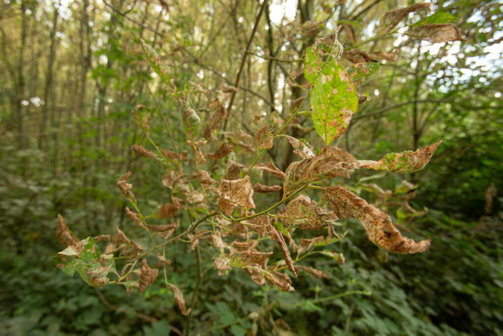 Highest share of damaged trees in Flemish forests since 1995