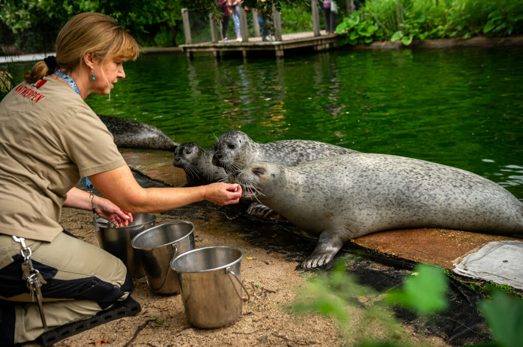 Seals at Antwerp Zoo forced to relocate