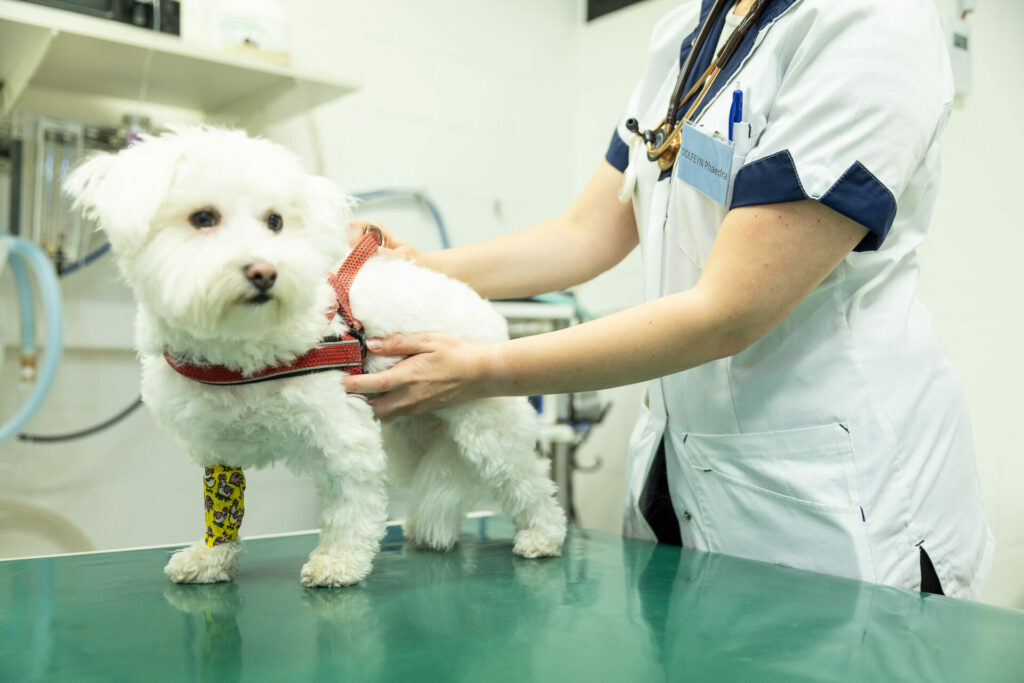 Vets offer advice as cases of poisoned pets continue to rise in Belgium
