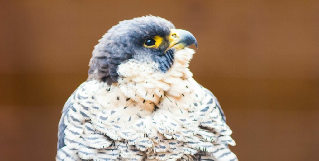 First peregrine falcon of the season hatched in Brussels