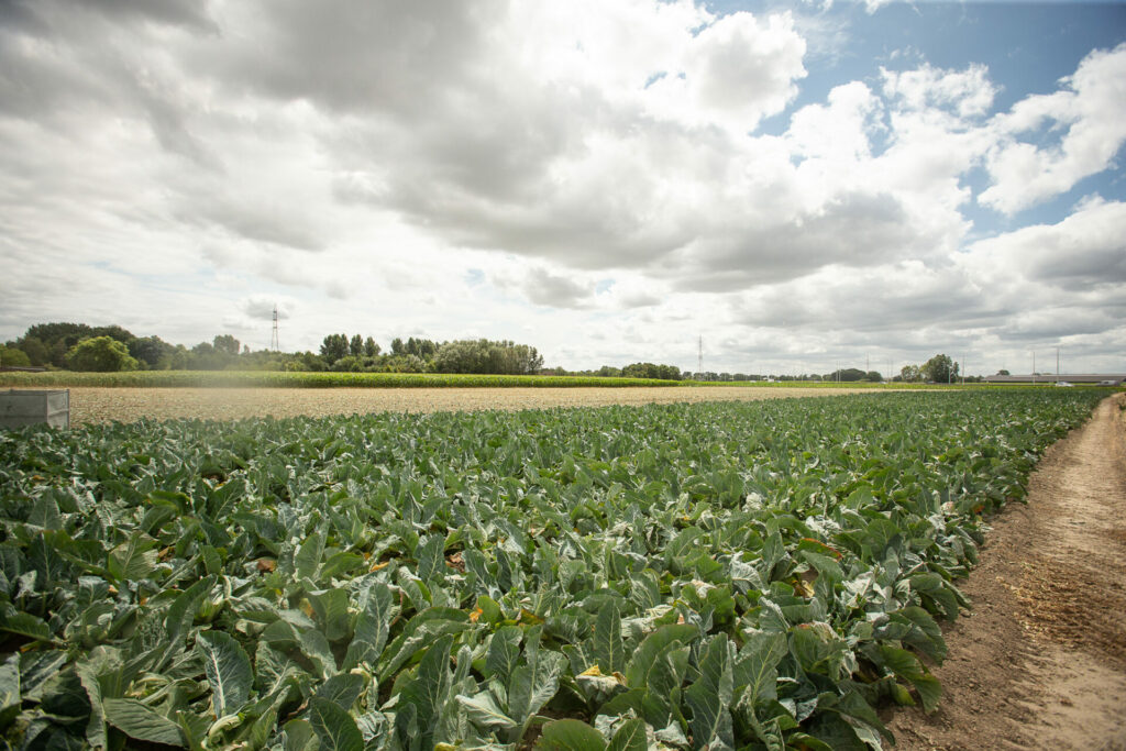 Flemings want better spatial planning and preservation of open space